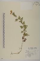 藏品(阿里山油菊)的圖片