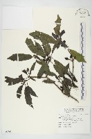 藏品(桃葉珊瑚)的圖片