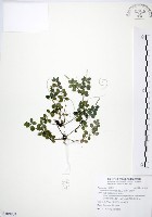 藏品(小椒草)的圖片