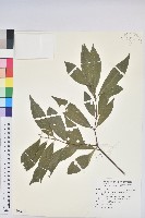 藏品(臺灣土沉香)的圖片