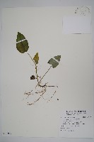 藏品(上花細辛)的圖片