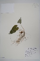 藏品(上花細辛)的圖片