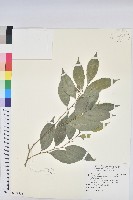 藏品(交力坪鐵色)的圖片