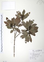 藏品(楊梅)的圖片