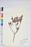 藏品(臺灣馬醉木)的圖片