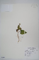 藏品(太魯閣細辛)的圖片