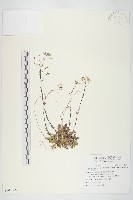 藏品(玉山筷子芥)的圖片