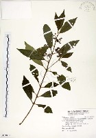 藏品(疏齒紫珠、恆春紫珠)的圖片