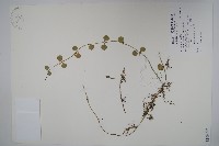 藏品(風不動)的圖片