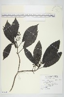 藏品(東瀛珊瑚)的圖片