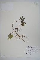 藏品(上花細辛)的圖片