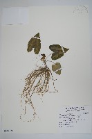 藏品(白斑細辛)的圖片