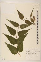 藏品(田代氏澤蘭)的圖片