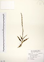 藏品(綬草)的圖片