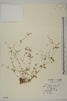 藏品(阿里山卷耳)的圖片