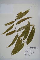 藏品(銳葉山柑)的圖片