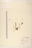 藏品(臺灣稻槎草)的圖片