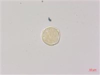 藏品(雷公根)的圖片