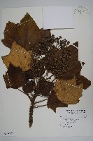 藏品(華參、裡白八角金盤)的圖片