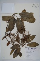 藏品(鵝掌柴、江某、鴨腳樹)的圖片