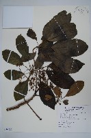 藏品(鵝掌柴、江某、鴨腳樹)的圖片