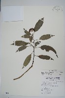 藏品(臺灣樹參)的圖片