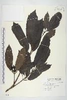 藏品(東瀛珊瑚)的圖片