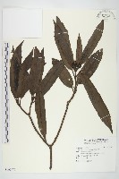 藏品(桃葉珊瑚)的圖片