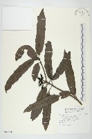 藏品(桃葉珊瑚)的圖片