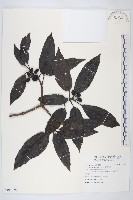 藏品(桃葉珊瑚)的圖片