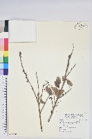 藏品(凹葉越橘)的圖片