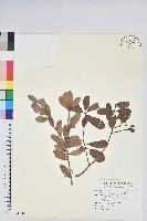 藏品(凹葉越橘)的圖片