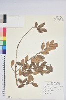 藏品(凹葉越橘)的圖片