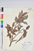 藏品(珍珠花、長尾葉越橘)的圖片