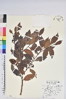 藏品(珍珠花、長尾葉越橘)的圖片