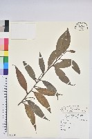 藏品(珍珠花、長尾葉越橘)的圖片