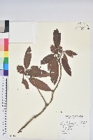 藏品(玉山杜鵑)的圖片