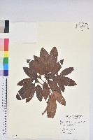 藏品(玉山杜鵑)的圖片