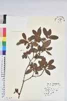 藏品(金毛杜鵑)的圖片