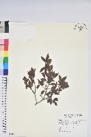 藏品(埔里杜鵑)的圖片