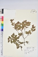 藏品(埔里杜鵑)的圖片