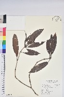 藏品(西施花、青紫木)的圖片