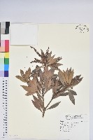 藏品(臺灣馬醉木)的圖片