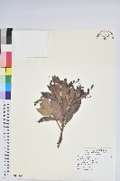 藏品(臺灣馬醉木)的圖片