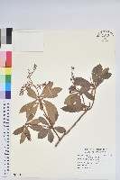 藏品(臺灣馬醉木)的圖片