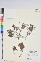 藏品(高山白珠樹)的圖片