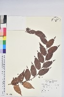 藏品(白珠樹)的圖片