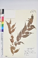 藏品(白珠樹)的圖片