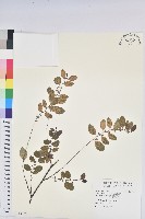 藏品(彩葉山漆莖)的圖片