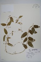 藏品(鷗蔓)的圖片